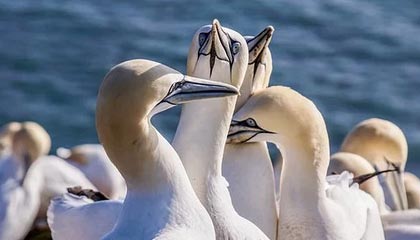 DO：波斯特科格鲁将出任森林主帅